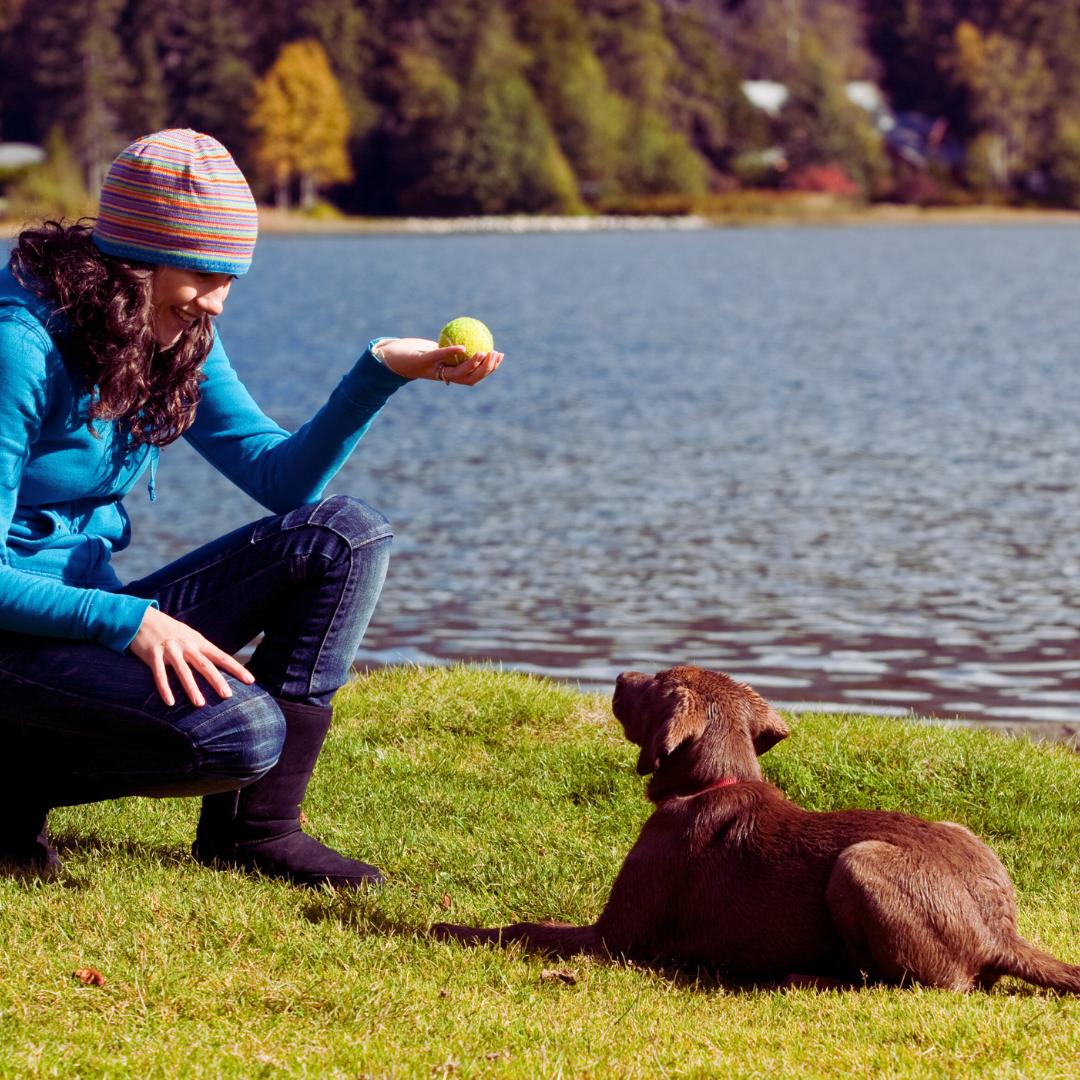 How to Train a Puppy: Essential Tips for Successful Training