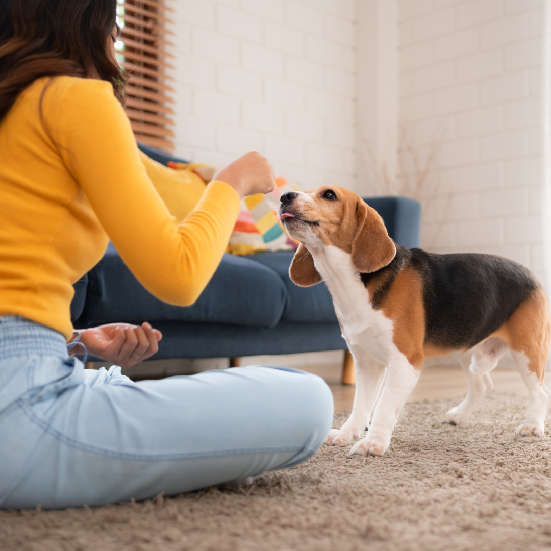 10 Puppy Training Tips for First-Time Dog Owners to Ensure Success