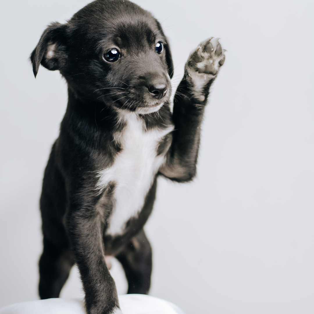 How to Crate Train Your Puppy the Right Way: Essential Tips for Successful Training